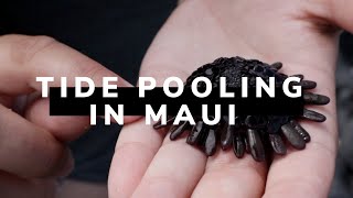 Exploring Tide Pools with a Marine Biologist in Maui, Hawaii