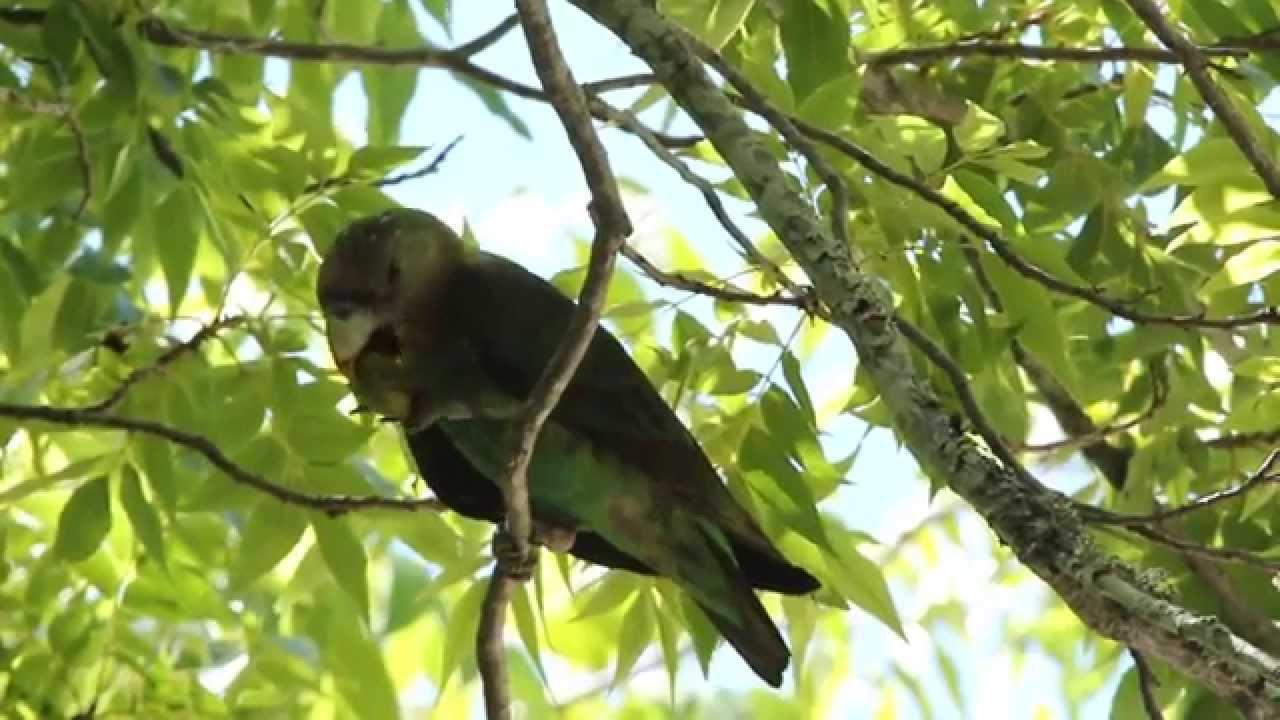 camera iphone 8 plus apk Cape parrots