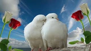 Алла Кож  Пара белых голубей