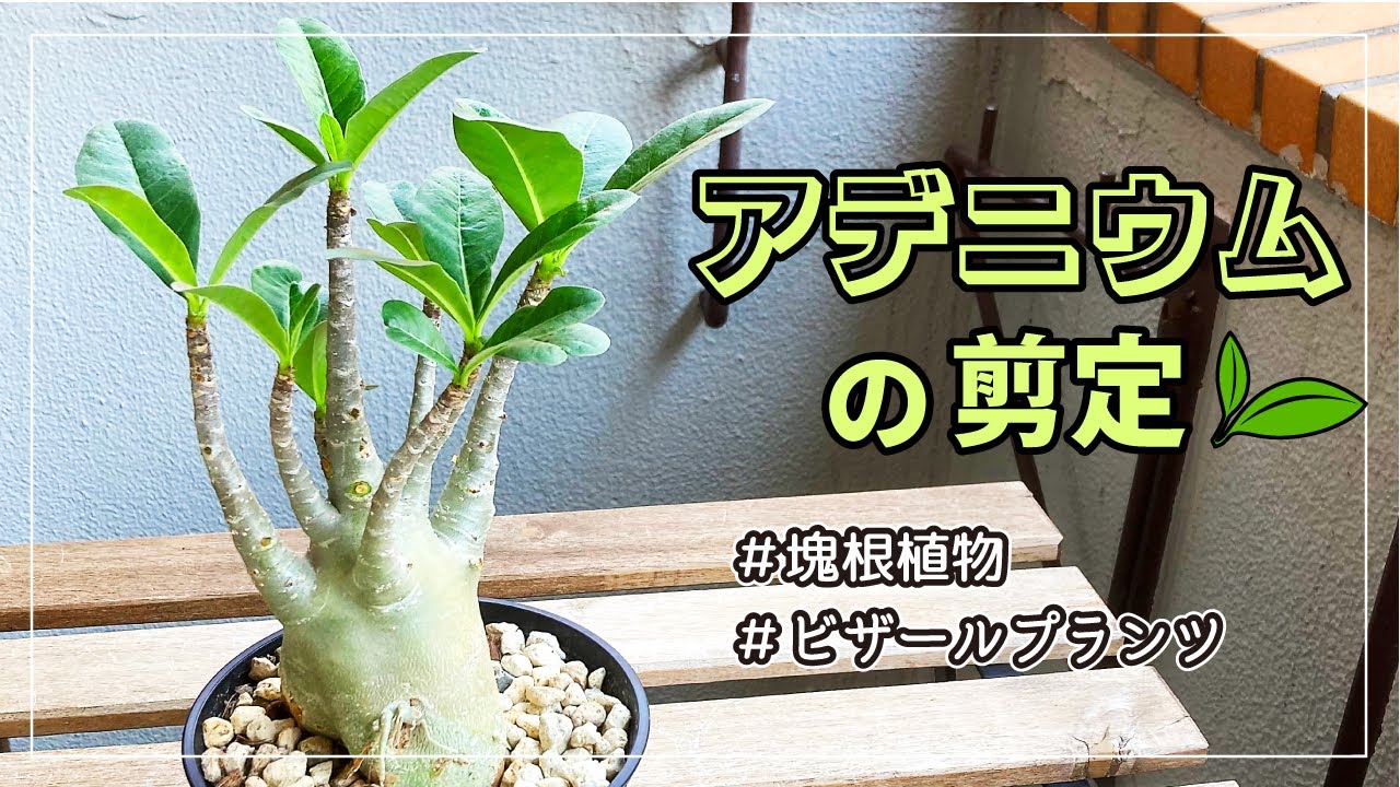 塊根植物 アデニウムを斬ってやる Youtube