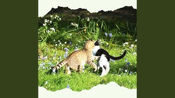 Pulsating Backdrops for Happy Cat