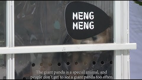 Berlin Welcomes Two Giant Pandas from China