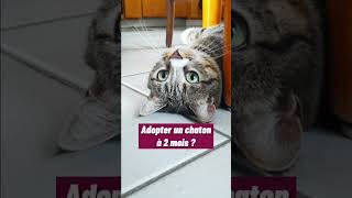 A quel âge adopter un chaton ?