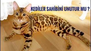 KEDİLER SAHİBİNİ VE YAŞADIĞI EVİ UNUTUR MU ? MİNTİK EVE DÖNDÜ !