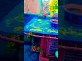 #🕊️🕊️kabutari bole Kabutar Se mujhe dekh Le chhat ke upar se #short #video #viral#🇮🇳