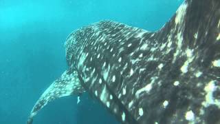 mexico whale sharks