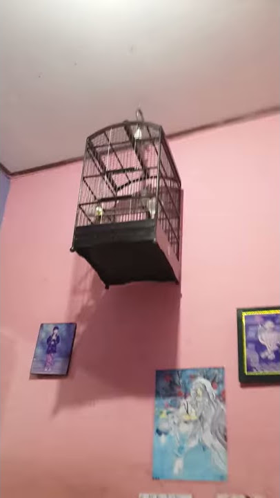 Cicak jenggot MASTER BAWEL