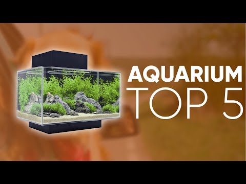 Vidéo: Comment Choisir Un Aquarium Mural