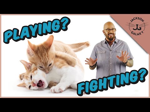 Video: Why Do Cats Fight Cats?