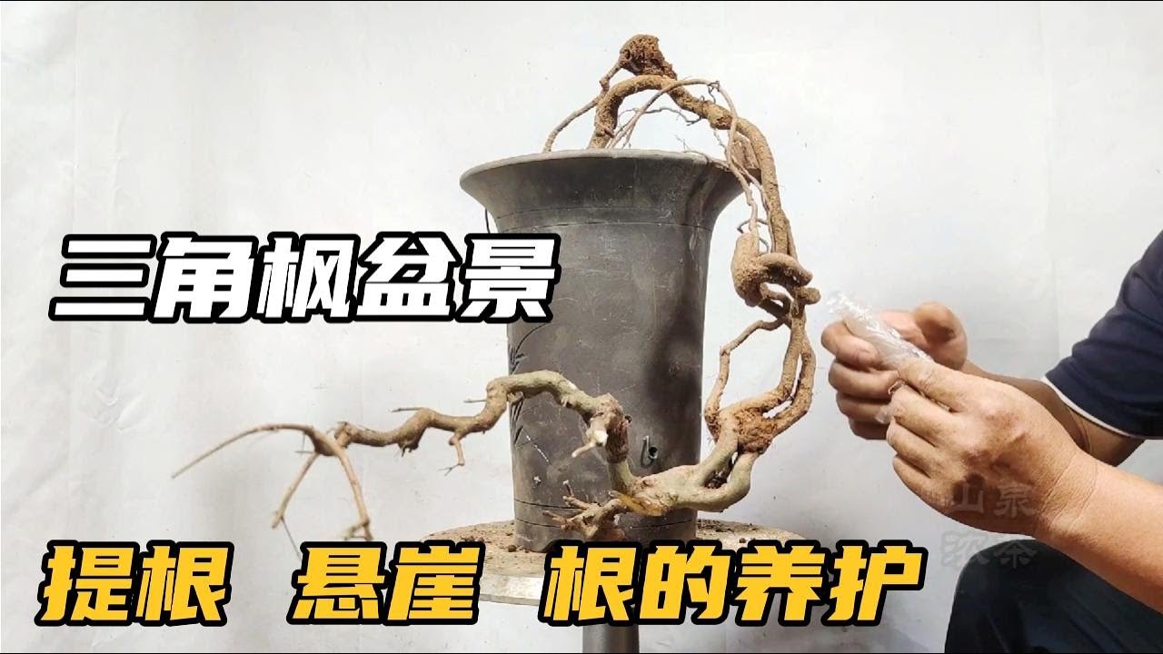 The production of triangular maple root cliff bonsai三角カエデ根崖盆栽の生産三角楓提根懸崖盆景的製作及陰陽根轉換中的養護辦法