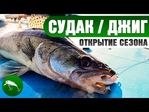 ВИДЕО. Отличный клев судака! Открытие лодочного сезона 2019. Судак на джиг.