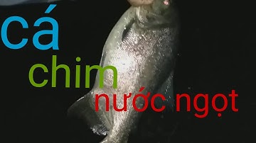 Tiếp tục đi câu cá toàn cá chim siêu khủng| Đức Anh Thiên Nhiên