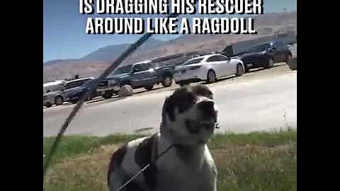 This 110 Pound Dog Is Dragging His Resuer Around Like a Ragdoll