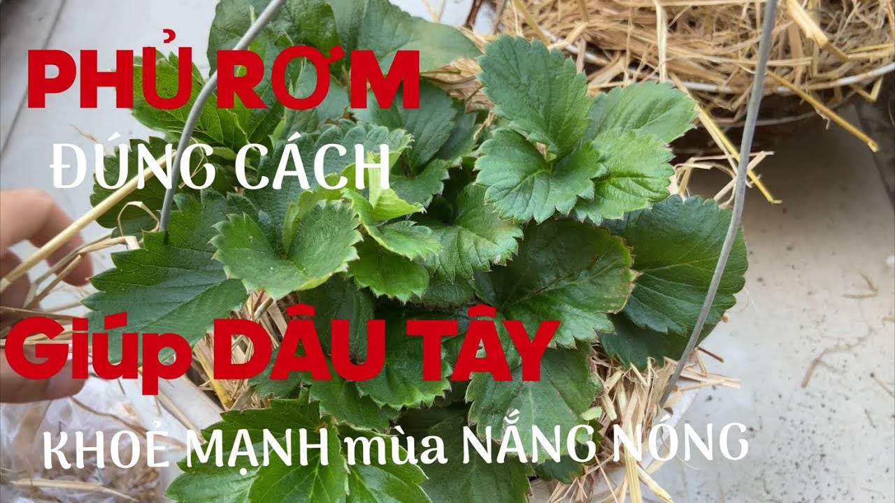 Hướng dẫn phủ RƠM đúng cách giúp DÂU TÂY phát triển KHOẺ MẠNH mùa NẮNG ...