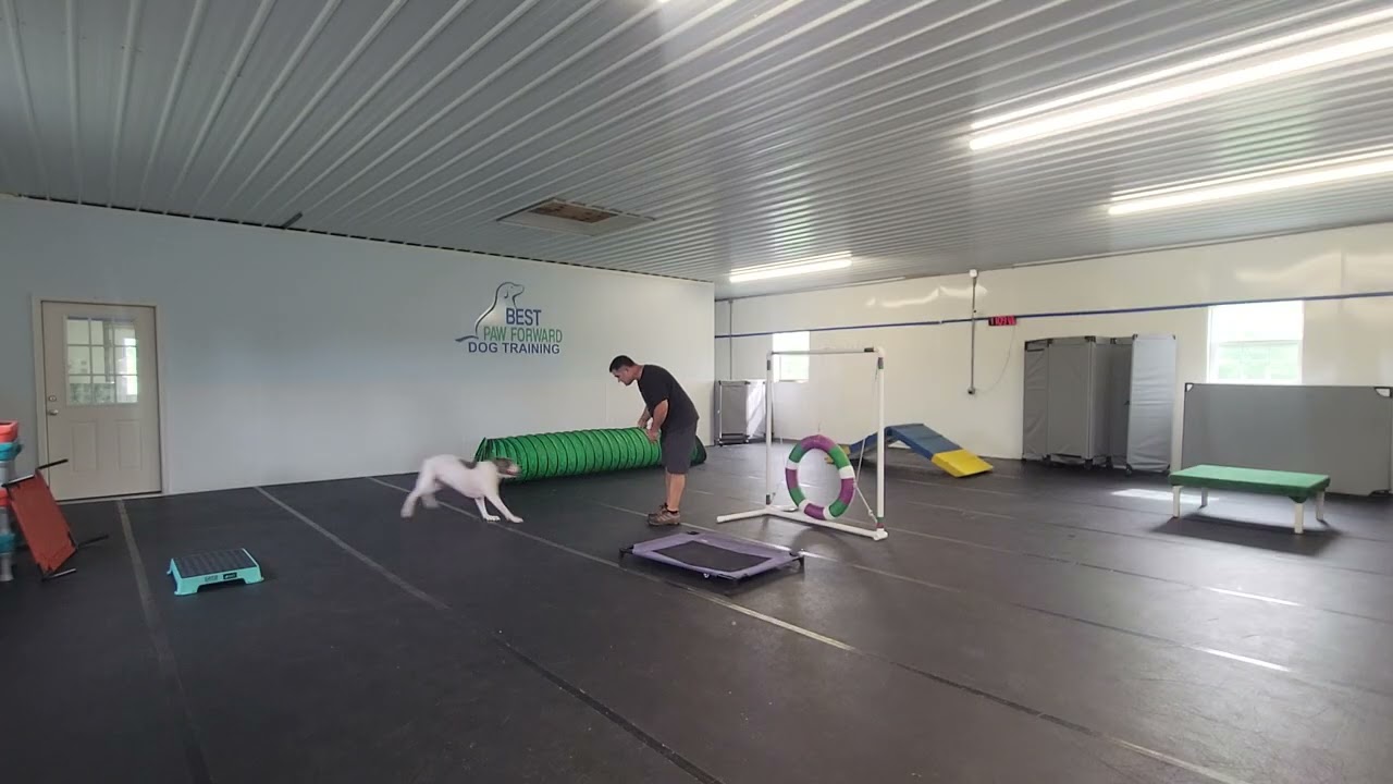 Mr. Howell the Pitbull | Week 3 Dog Training | Off-Leash Recall Practice