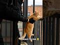 Balcony Glow-Up into a Luxury Catio #shortsvideo #viralshorts