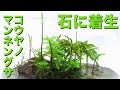【苔テラリウム】コウヤノマンネングサを溶岩石に着生させる【中級編】