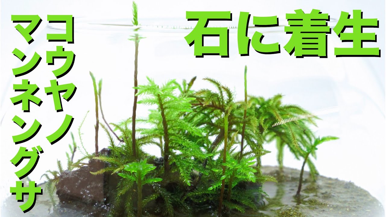 Moss terrarium] Growing Climacium japonicum on lava rock