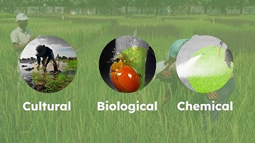 Introduction video: Integrated Pest Management Micromodule