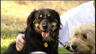 Tethering law goes into effect in Roanoke