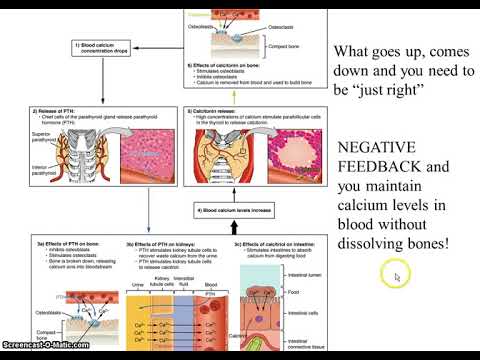 camera iphone 8 plus apk endocrine thyroid and adrenals
