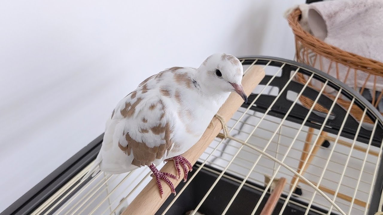 Birds in my photography studio! (Petdove Emilio discovers the studio) vlog