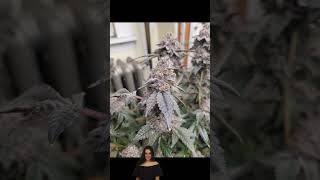 Growing Marijuana MAC 1