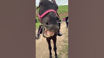 Ngựa Cười #tiktok #funny #facts