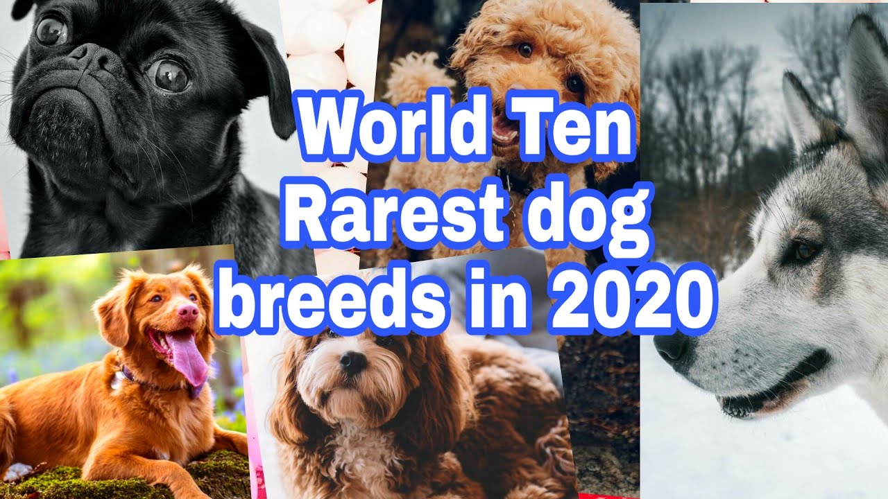 10 Rarest Dog Breeds in the World 2020 YouTube