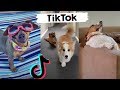 Awesome Dogs of TikTok ~ Cute & Funny Puppies TIK TOK 2020