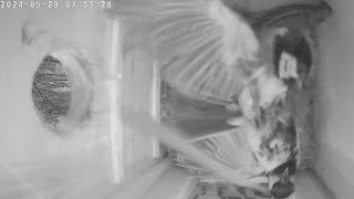 2024-05-29 Vienna - Intense Showdown in Nest Box: Great Tit Fight Over Love and Territory!