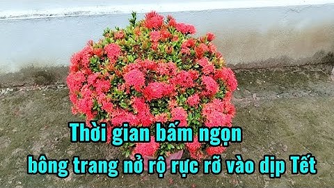 Thời gian bấm ngọn bông trang nở rộ rực rỡ vào dịp Tết 