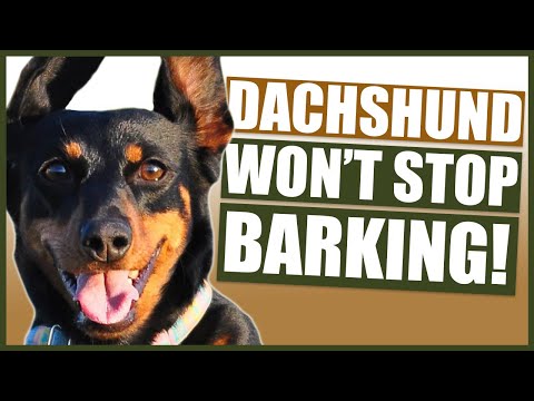 Video: 5 lời khuyên để có được Dachshund của bạn để ngừng đào