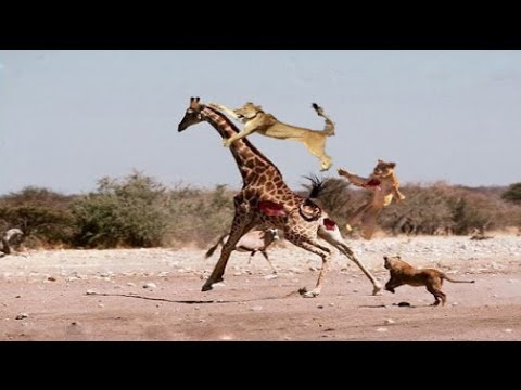 When lions gather to topple a huge giraffe - see ! Blue - YouTube
