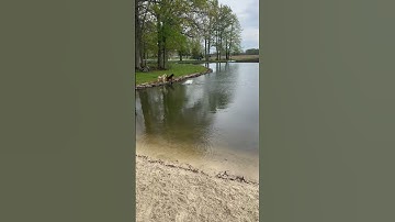 How to Teach a Doodle to Fetch a Ball Out of The Water.