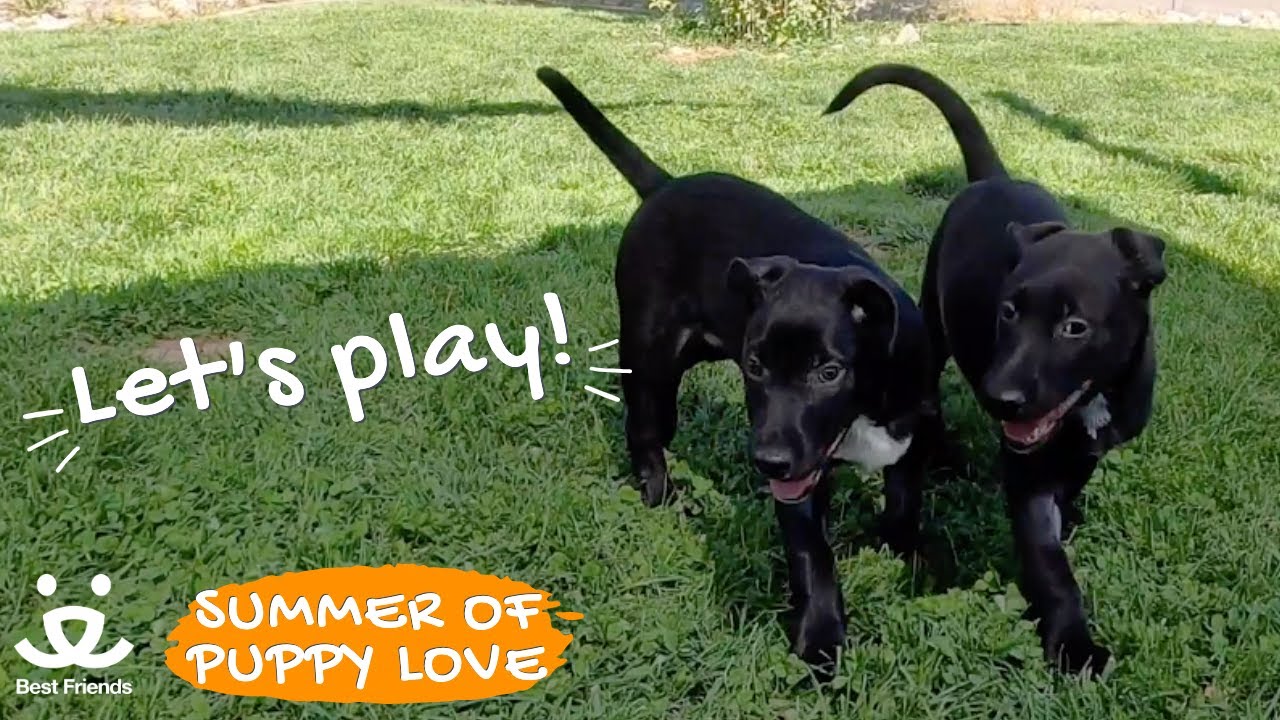 Puppies explore grass for the first time at Best Friends Animal Sanctuary