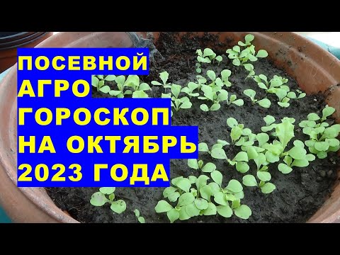 Посевной агрогороскоп на октябрь 2023 года. Sowing agrohoroscope for October 2023