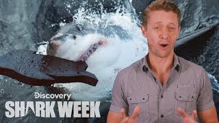 On today's episode the daily bite, snack this year's biggest great
white discoveries with shark expert luke tipple. stream full episodes
from week: ...