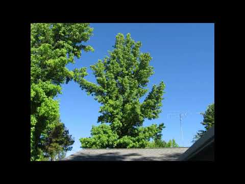 Video: Sab Hnub Tuaj Liquidambar