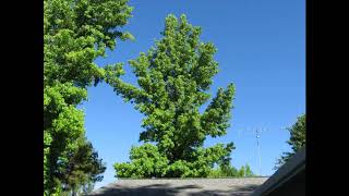 Watching a Liquid Amber (Liquidambar) tree for a year