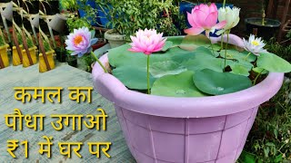 कमल के पौधे को एक रुपए में उगाने का सीक्रेट तरीका how to grow lotus at home in die plastic material