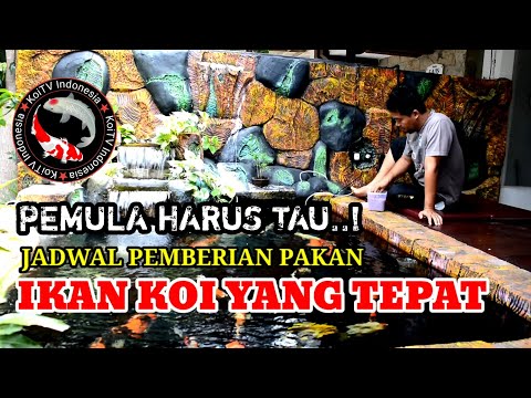 Video: Cara Makan Ikan Koi Dewasa