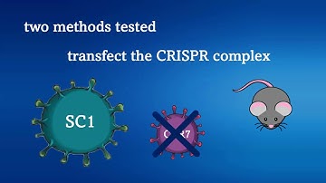 CRISPR/Cas9 GNOME laserporation with gold-nanoparticles