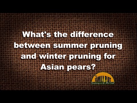 Video: Pere de vară și pere de iarnă – Care este diferența dintre perele de iarnă și de vară