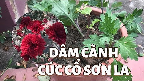 Giâm cành Cúc cổ Sơn La tỷ lệ sống 100%