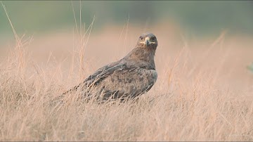 Steppe Eagle - The eagles of Kumbhargaon (Extended Version) (First of a three eagle series)