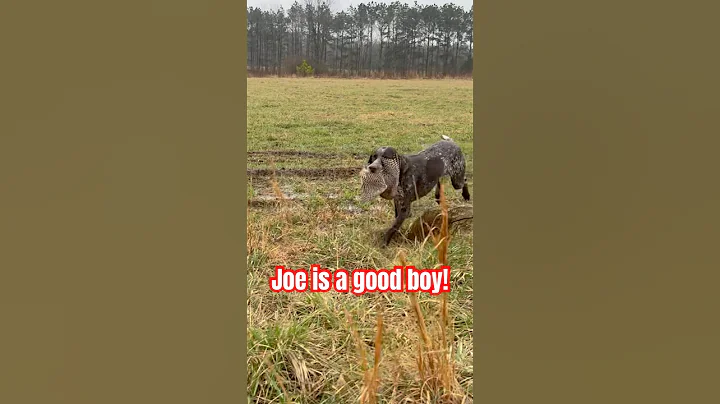 German shorthaired pointers are great pheasant dogs #bartonoutfitters