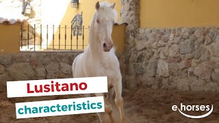 Lusitano horse | characteristics, origin & disciplines