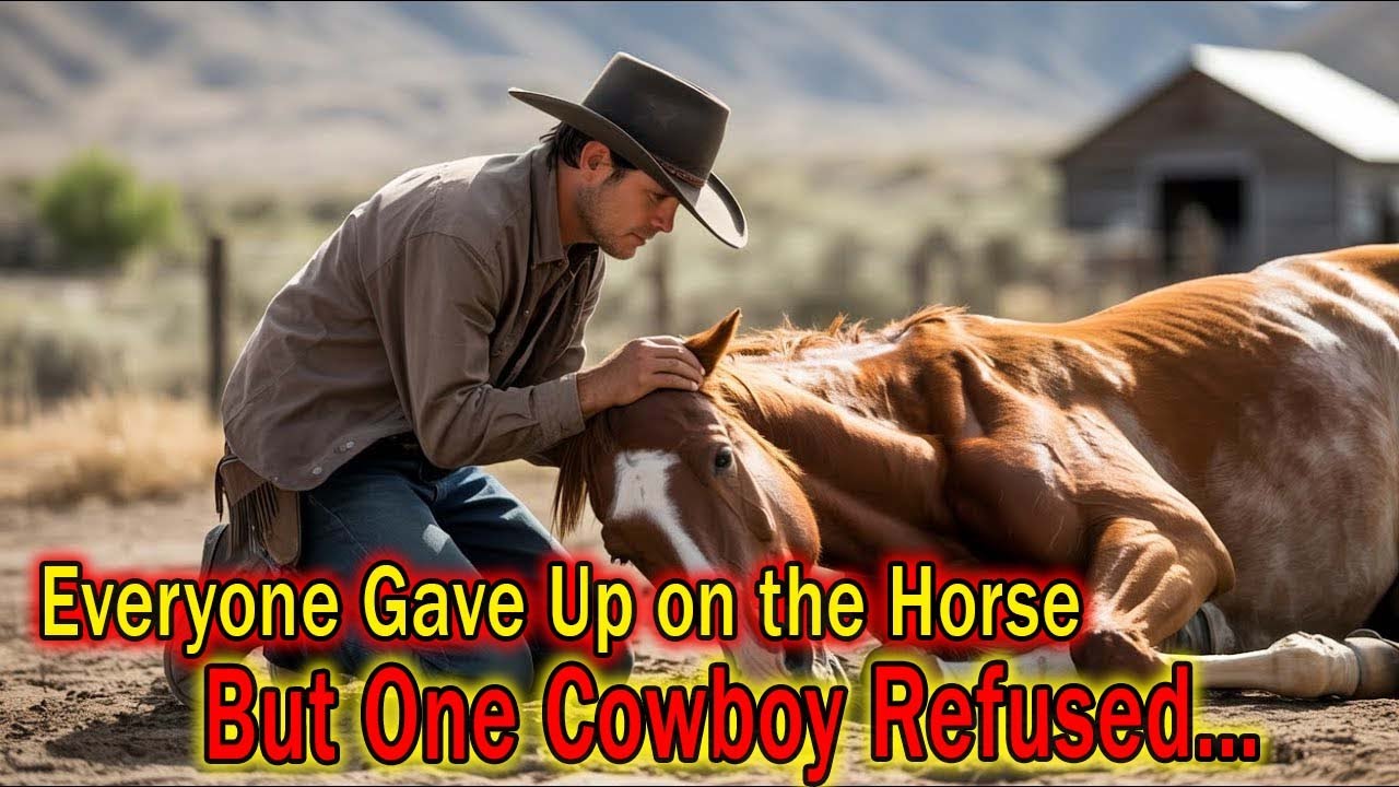 Everyone Gave Up on the Dying Horse — Until a Poor Cowboy’s Love Saved Its Life