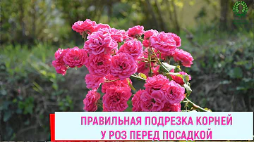 Правильная подрезка корней у роз перед посадкой. Питомник 🌹 и 🌲 Е. Иващенко